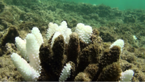 Kauai sediment coral die off