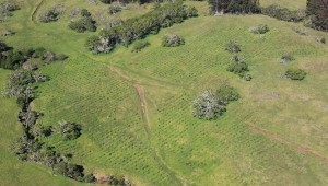 forest-buffer-along-2-intermittent-streams