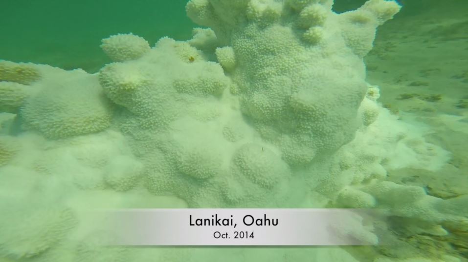 Coral Bleaching Lanikai