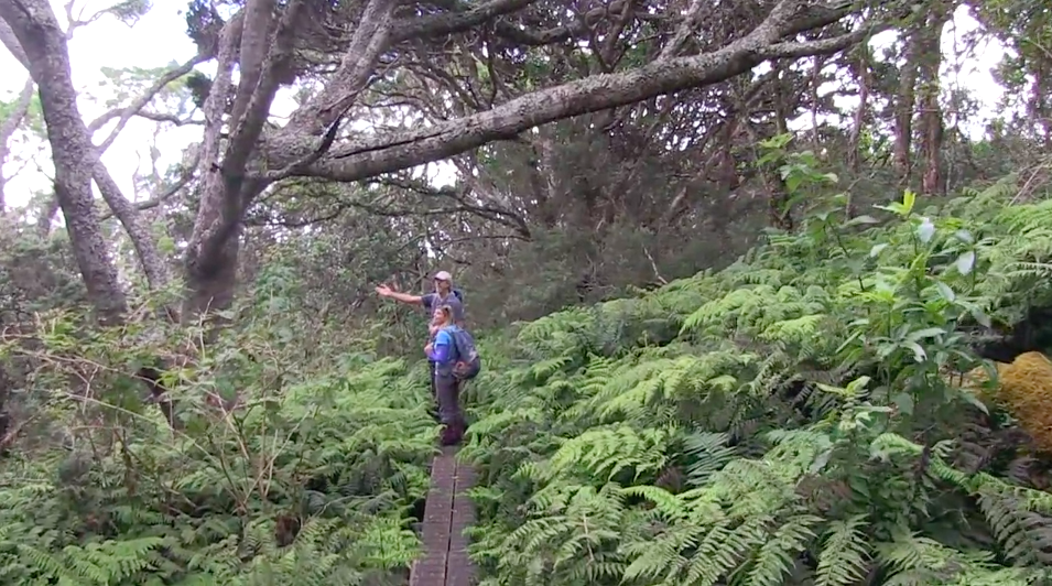 Waikamoi Natural Area Partnership Program (NAPP)