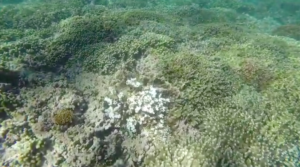 Coral Bleaching Update