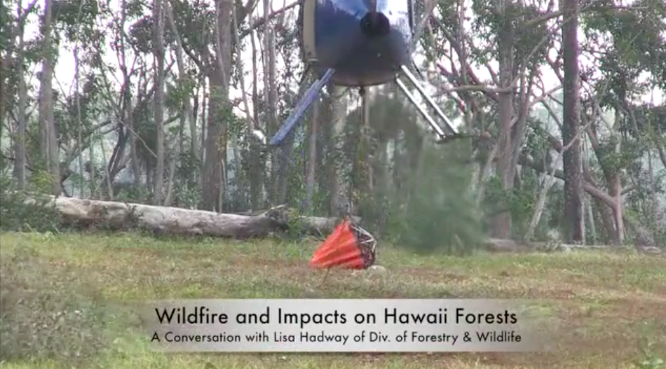 Wildlife and Impact of Forest Fires