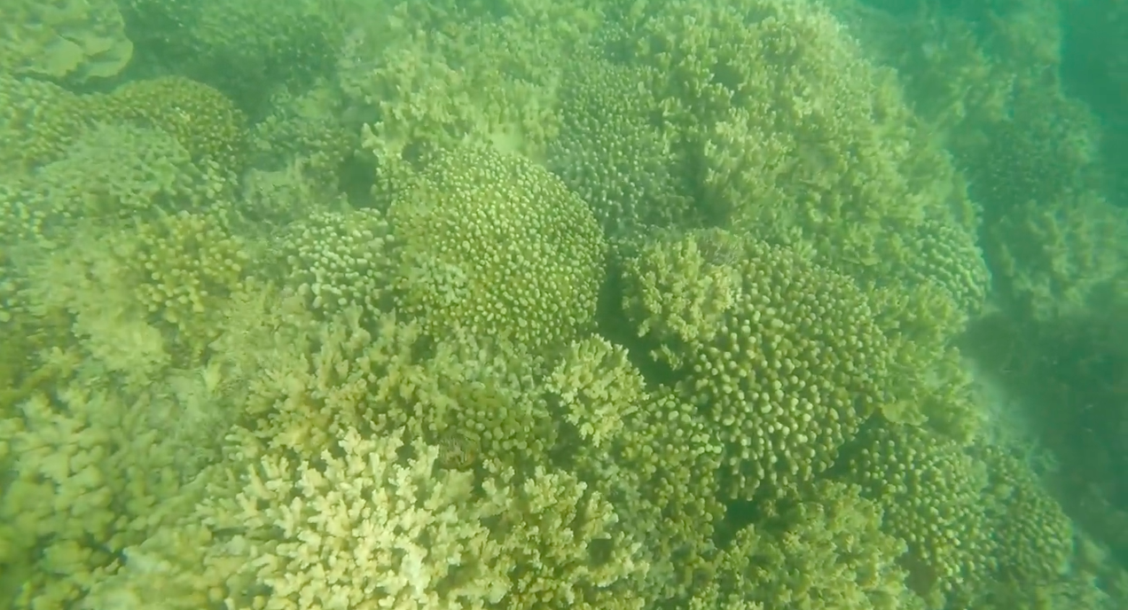 Coral-At-Kaneohe-Disease