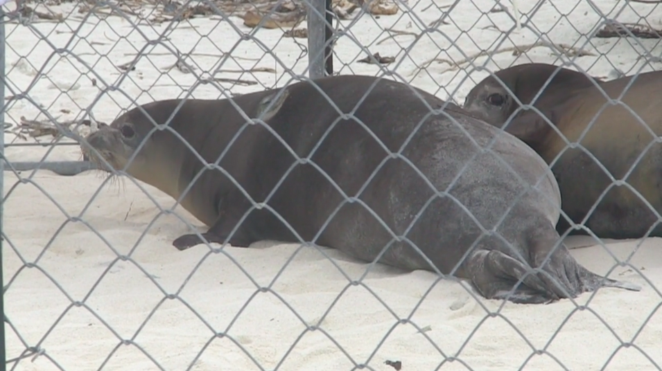 Hawaiian Monk Seal Return to Papahanaumokuakea