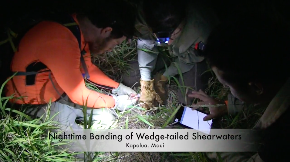 Wedge-Tailed-Shearwater-Banding