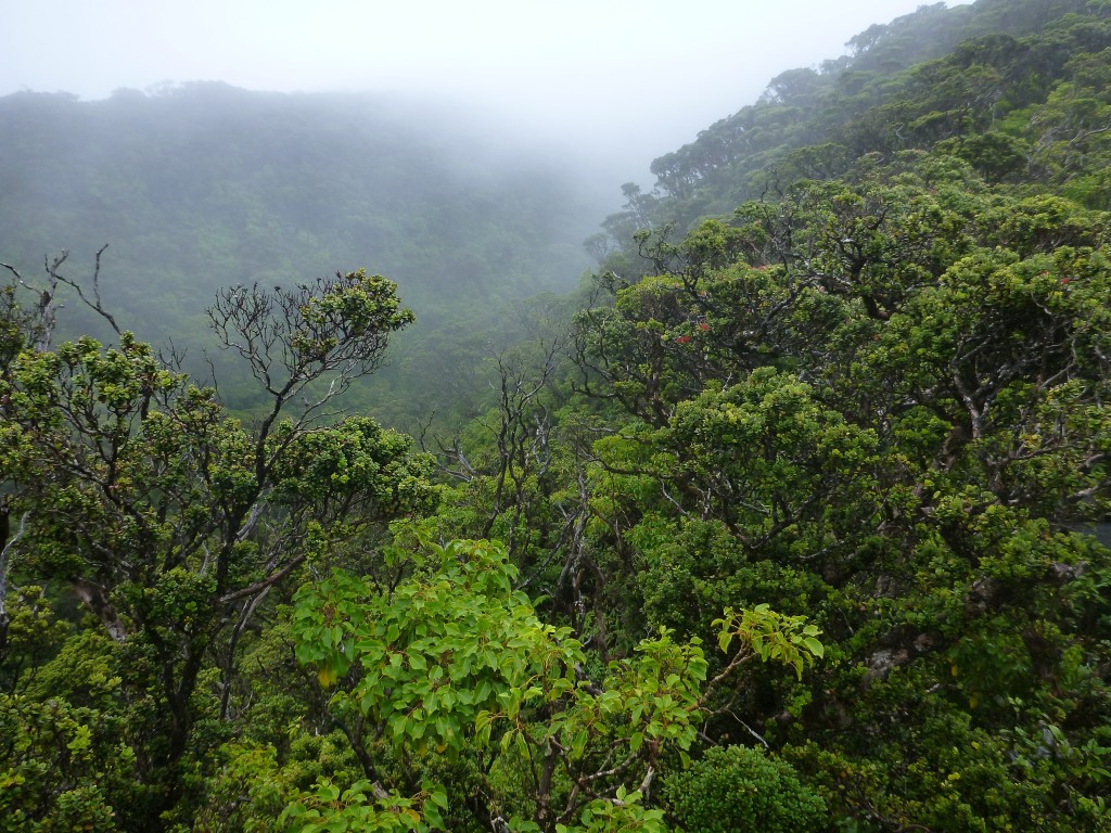 Watershed-Misty-Forest