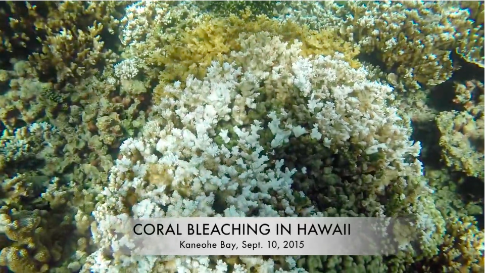 Picture of Coral Bleaching In Hawaii at Kaneohe Bay