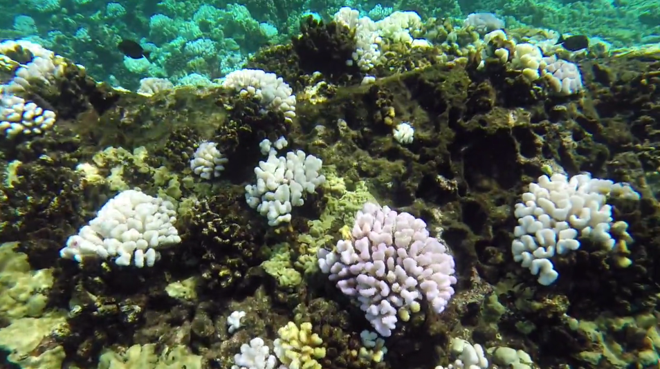 DAR Molokini Coral Bleaching