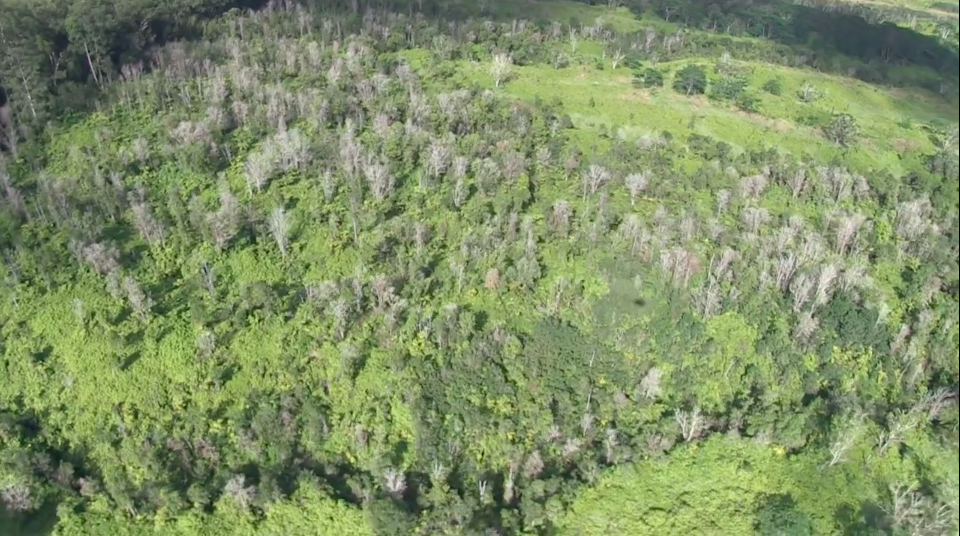 Rapid Ohia Death