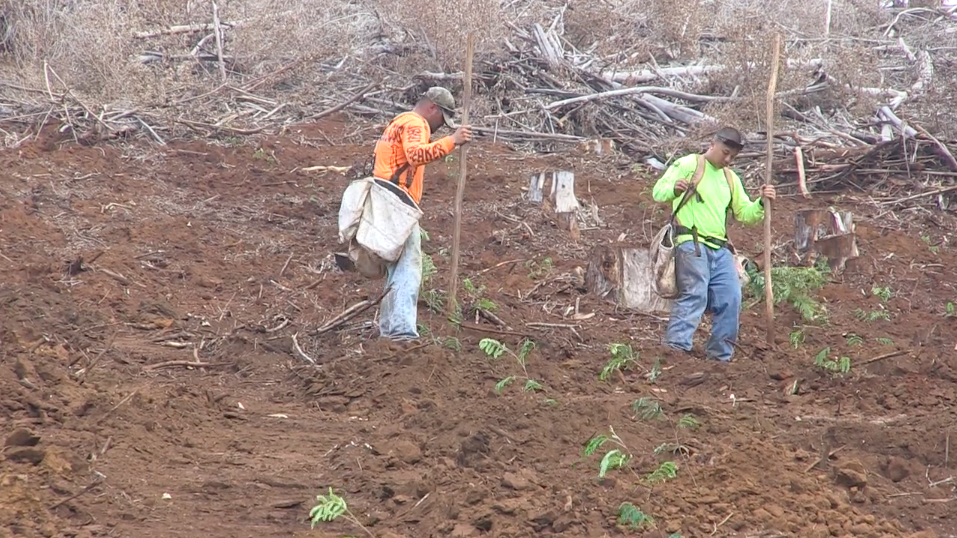 KOKEE Replanting Project