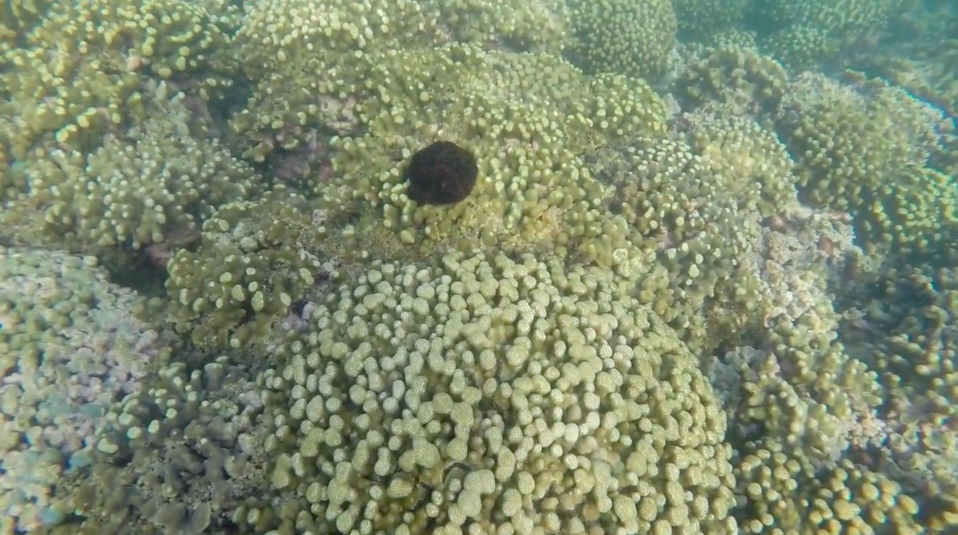 Urchin Release