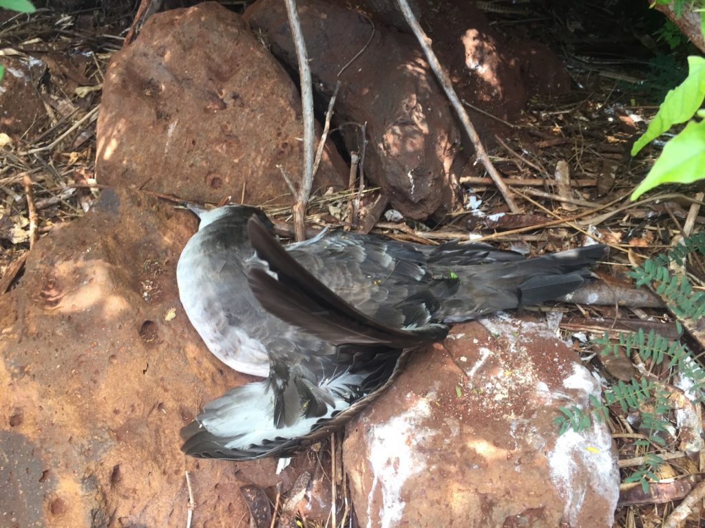 Lawai Kauai shearwater