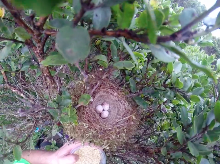 Kauai-Forest-Bird-Egg-Collection