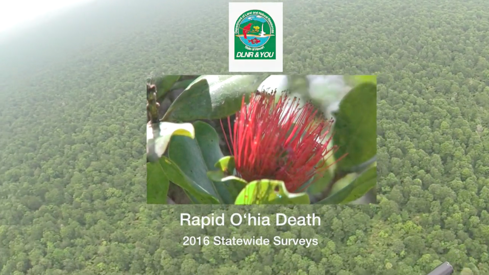 DLNR & YOU - Rapid Ohia Death