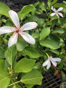 arbor-day-plant-sale1