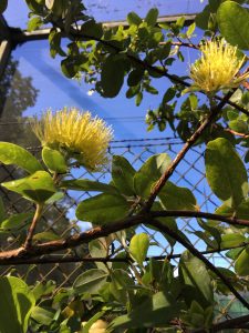 arbor-day-plant-sale2