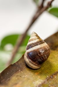 Achatinella apexfulva