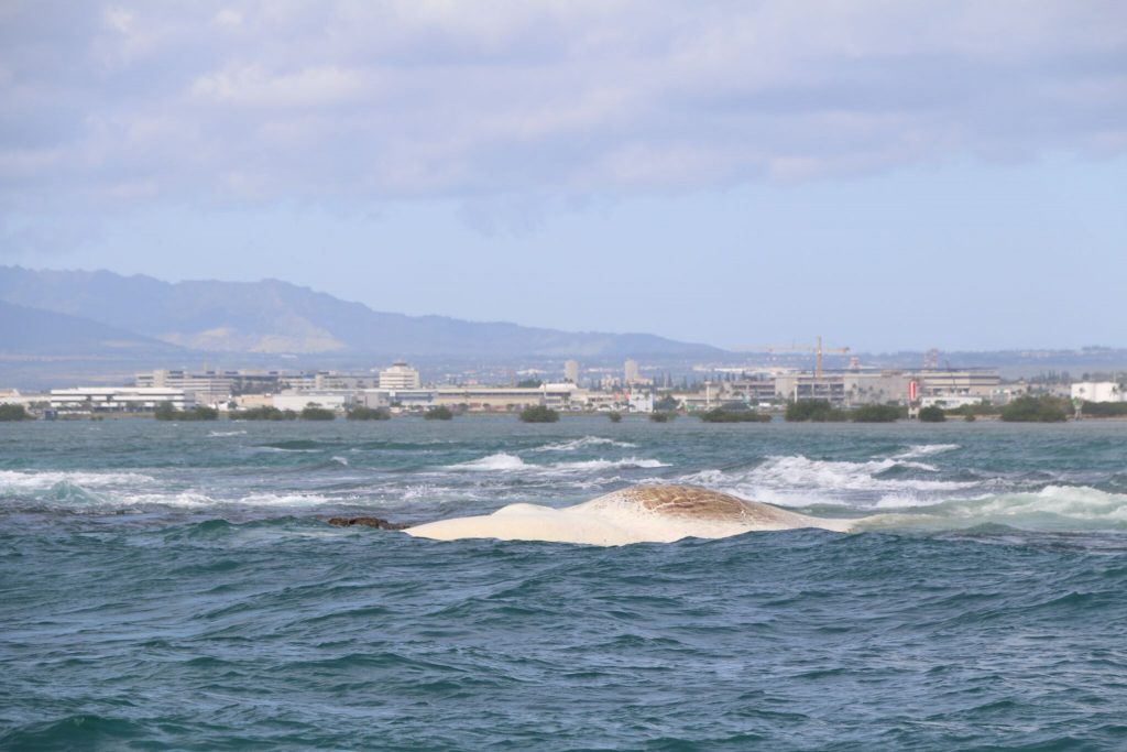 WHALE CARCASS MOVES CLOSER TO SHORE