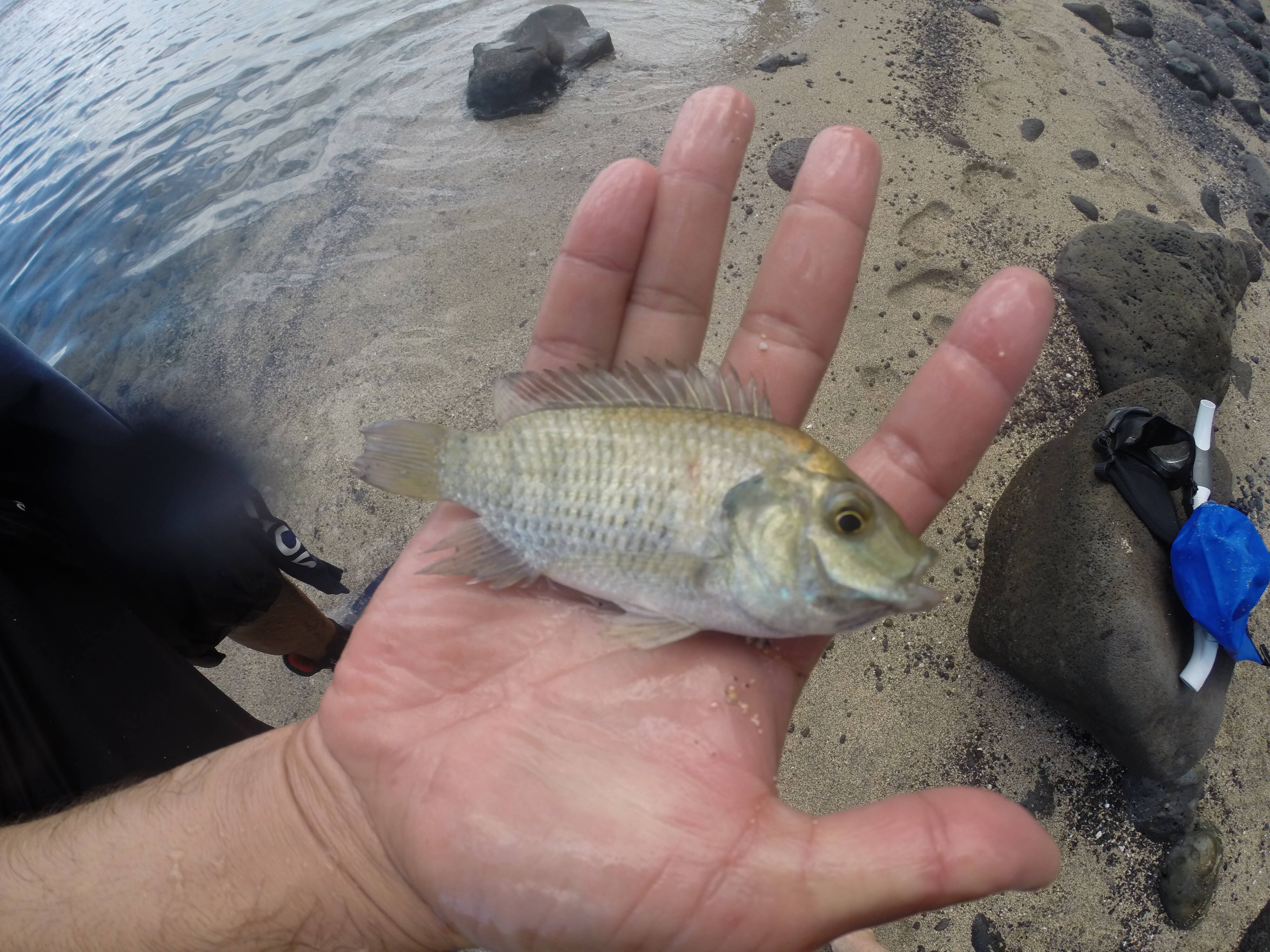 Department of Land and Natural Resources 08/08/19INTRODUCED TILAPIA