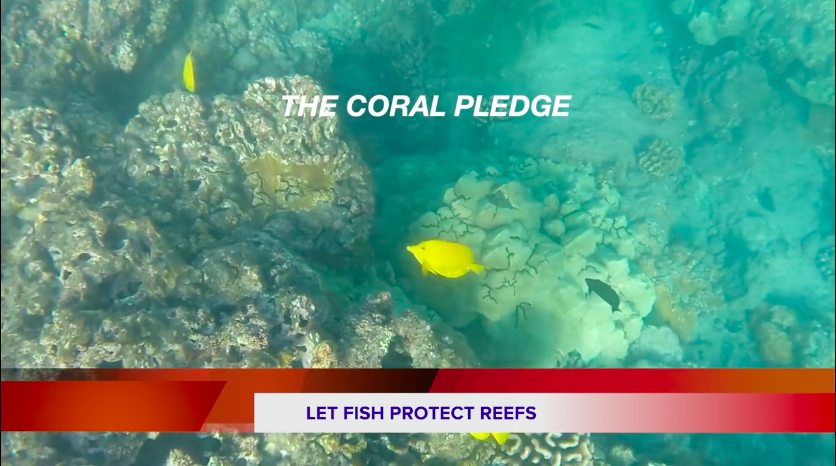 Coral Pledge