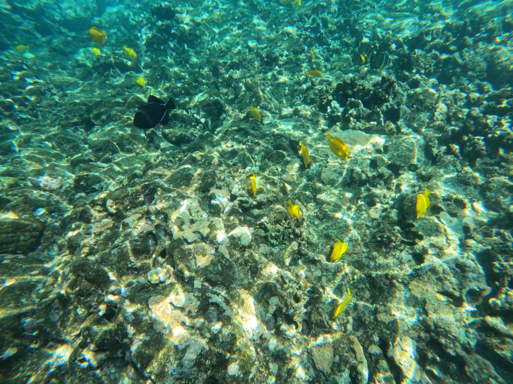 KTIC 840 AM/98.3 FM/98.7 FM - Hawaii's coral reefs are in peril. What  researchers are doing to restore coral ecosystems and preserve biodiversity