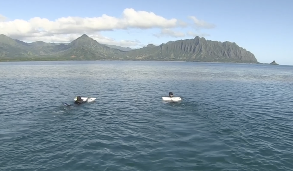 Aquatic staff placing native urchins in a bay