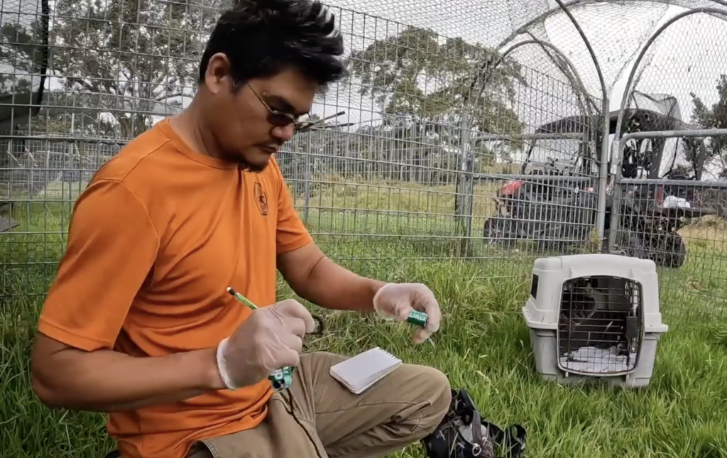 A wildlife biologist caring for nēnē