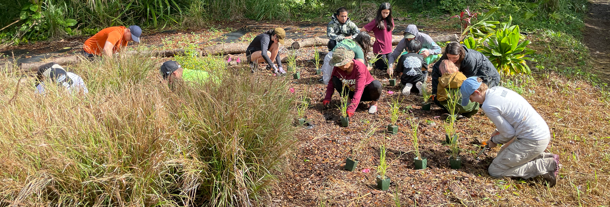 People volunteering with DLNR