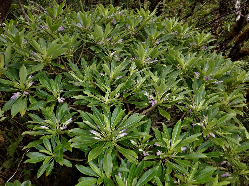 New plant Clermontia hanaulaensis
