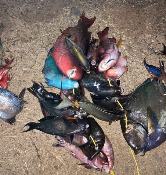 Department of Land and Natural Resources  11/8/2023 – NINE HONOLULU MEN  CITED FOR FISHING ILLEGALLY IN MARINE LIFE CONSERVATION DISTRICT