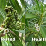 Two side-by-side comparison photos: On left, a naio plant infested with Myoporum thrips and the word "Infested" printed at the bottom of the picture, and on right, a healthy naio plant with the word "Healthy" printed on the bottom of the picture.