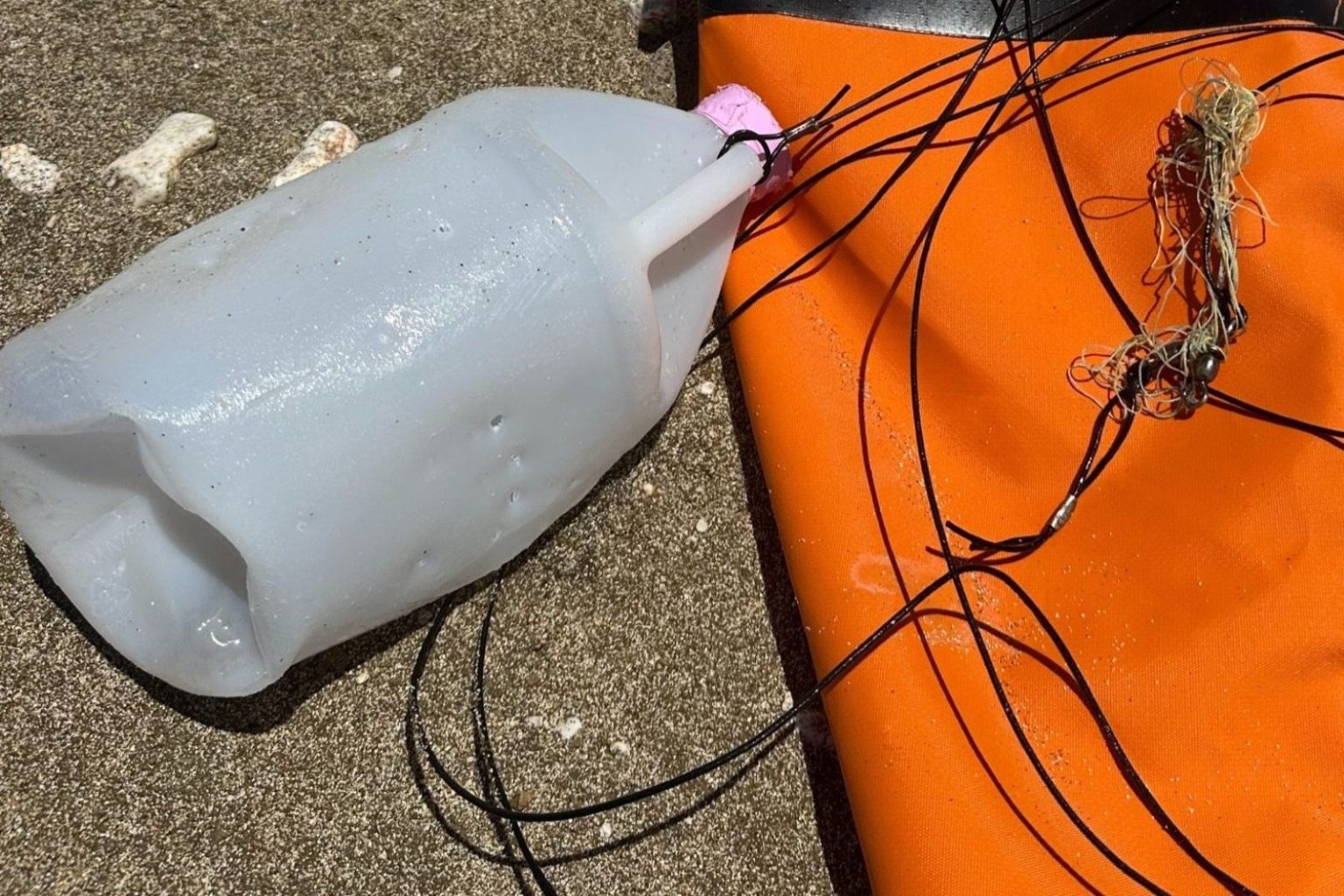 9/19/25 – DEATH OF MONK SEAL UNDERSCORES IMPORTANCE OF RESPONSIBLE ...