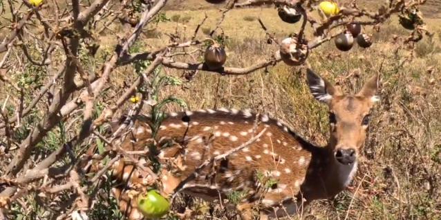 <a href="https://dlnr.hawaii.gov/blog/2025/10/09/nr25-123/">10/9/25 – 2026 LĀNAʻI AXIS DEER HUNTING SEASON APPLICATIONS OPEN SOON<br /><span>Read More<span class="fa3icon icon-signin"></span></span></a>