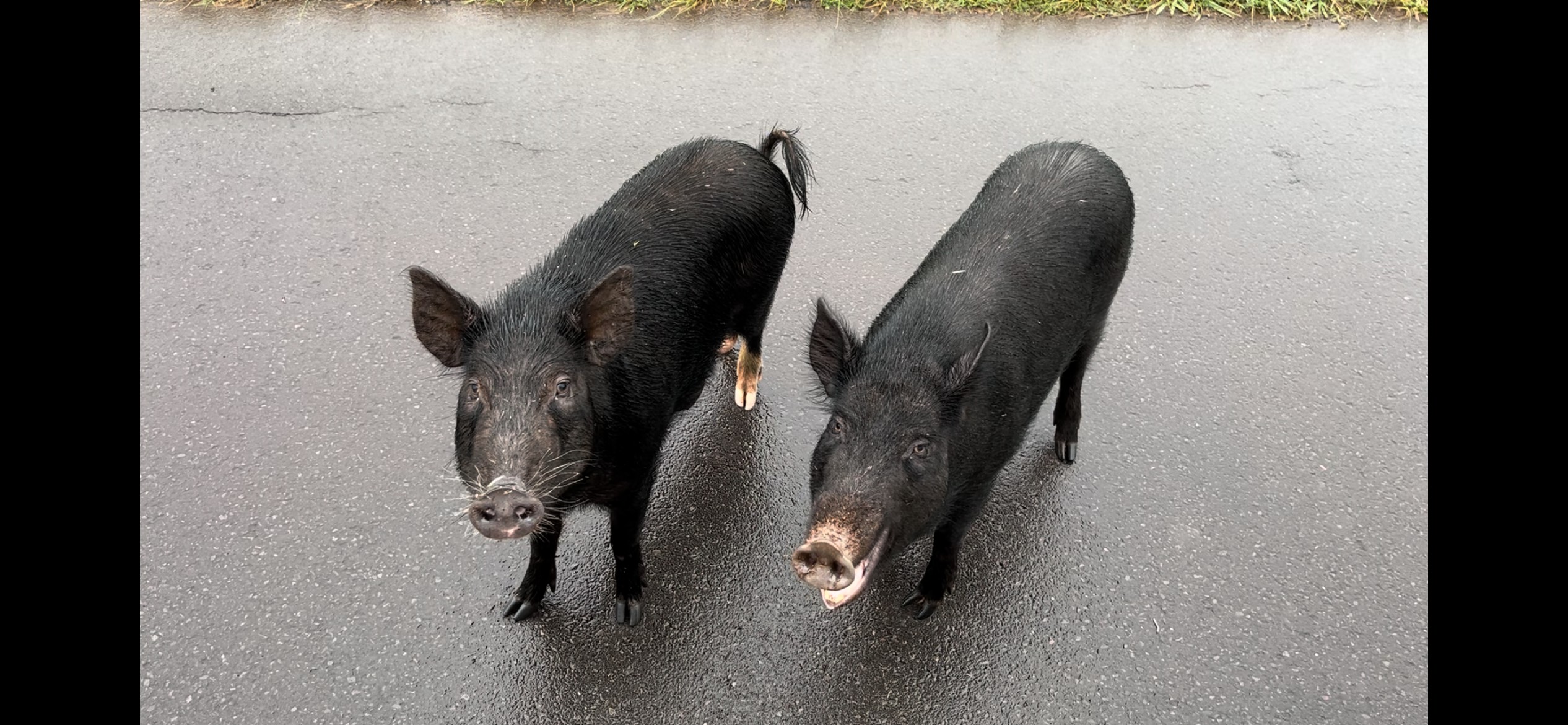 11/17/25 – HAWAI‘I WILDLIFE CONSERVATION/GAME BIRD STAMP CONTEST OPENS