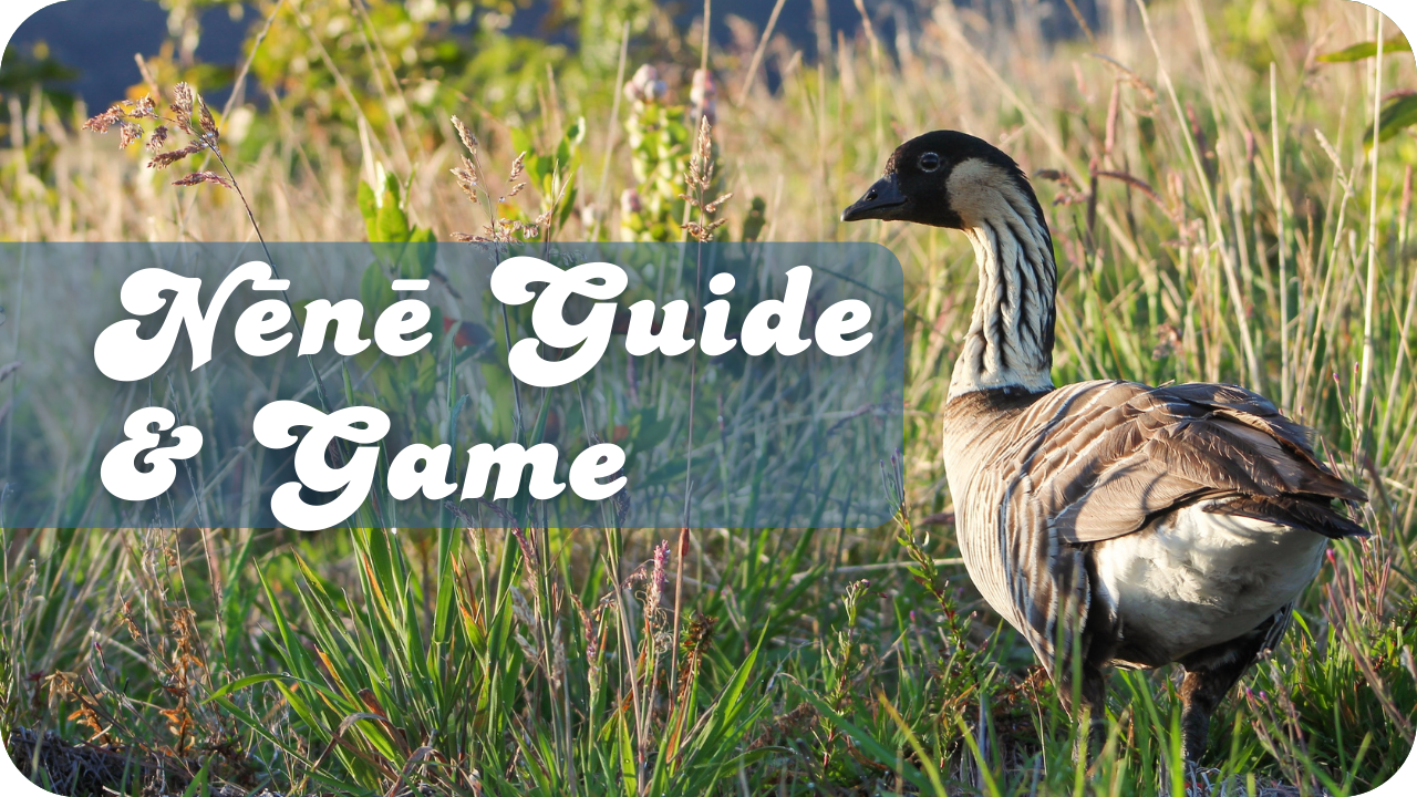 Nēnē Guide and Game