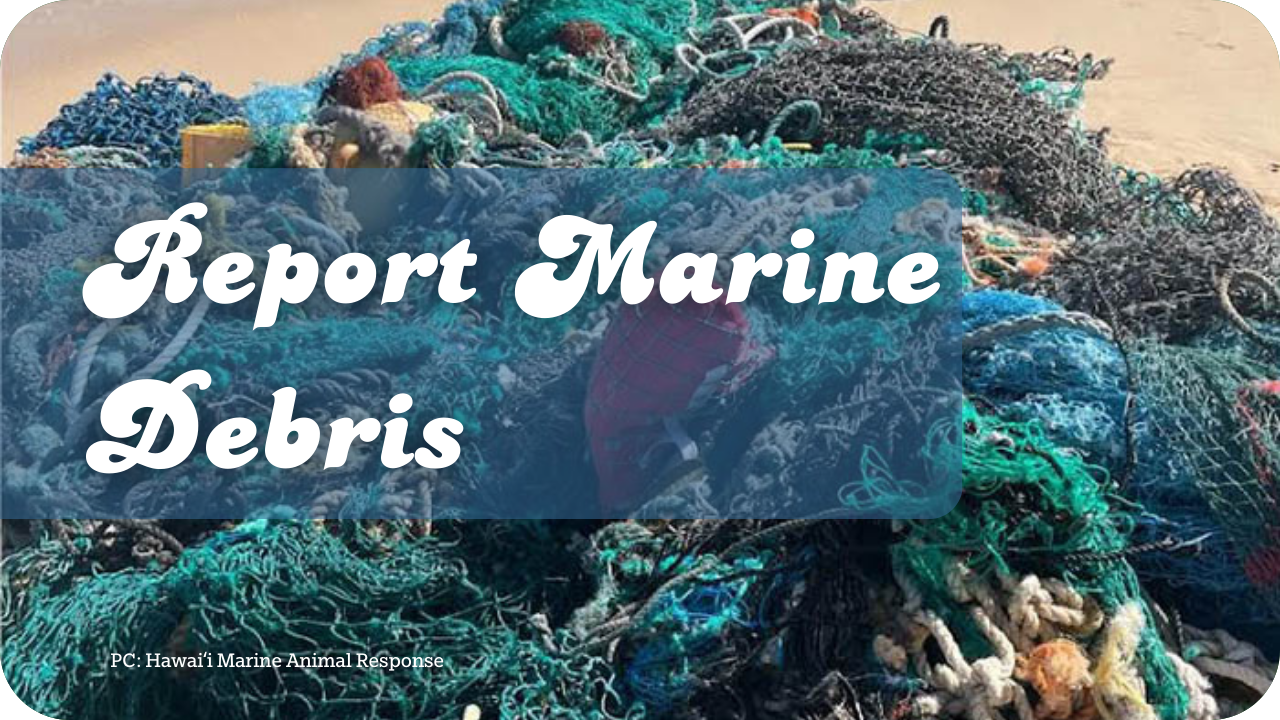 Report Marine Debris