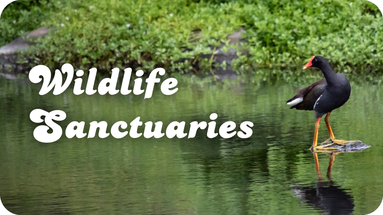 Wildlife Sanctuaries