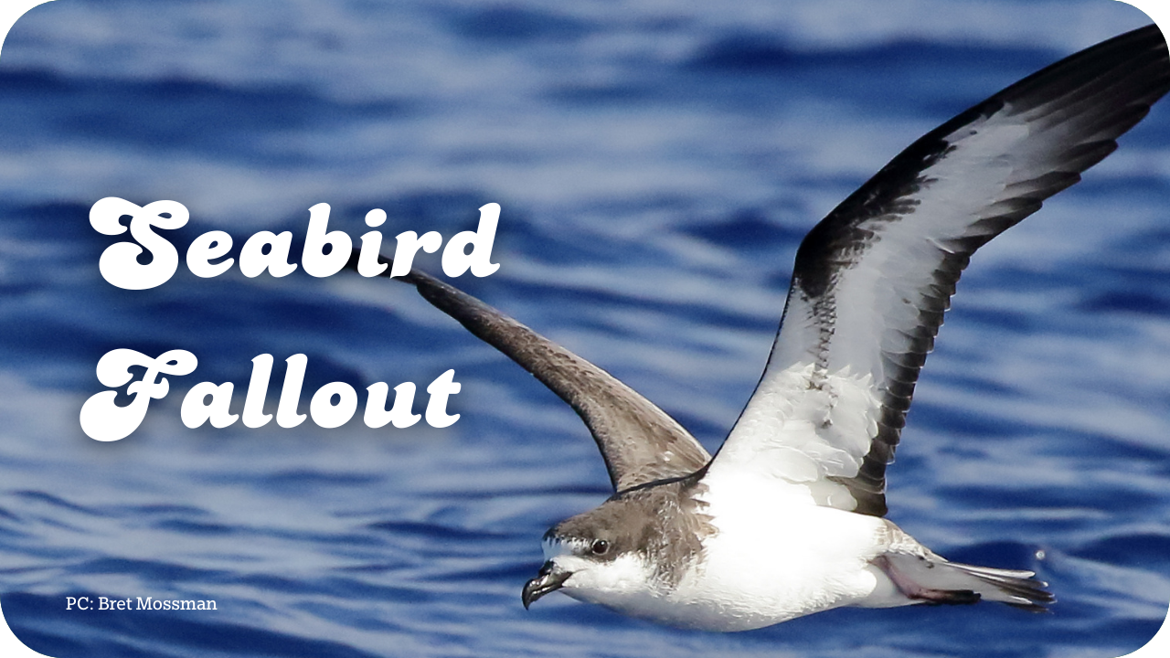 Seabird Fallout