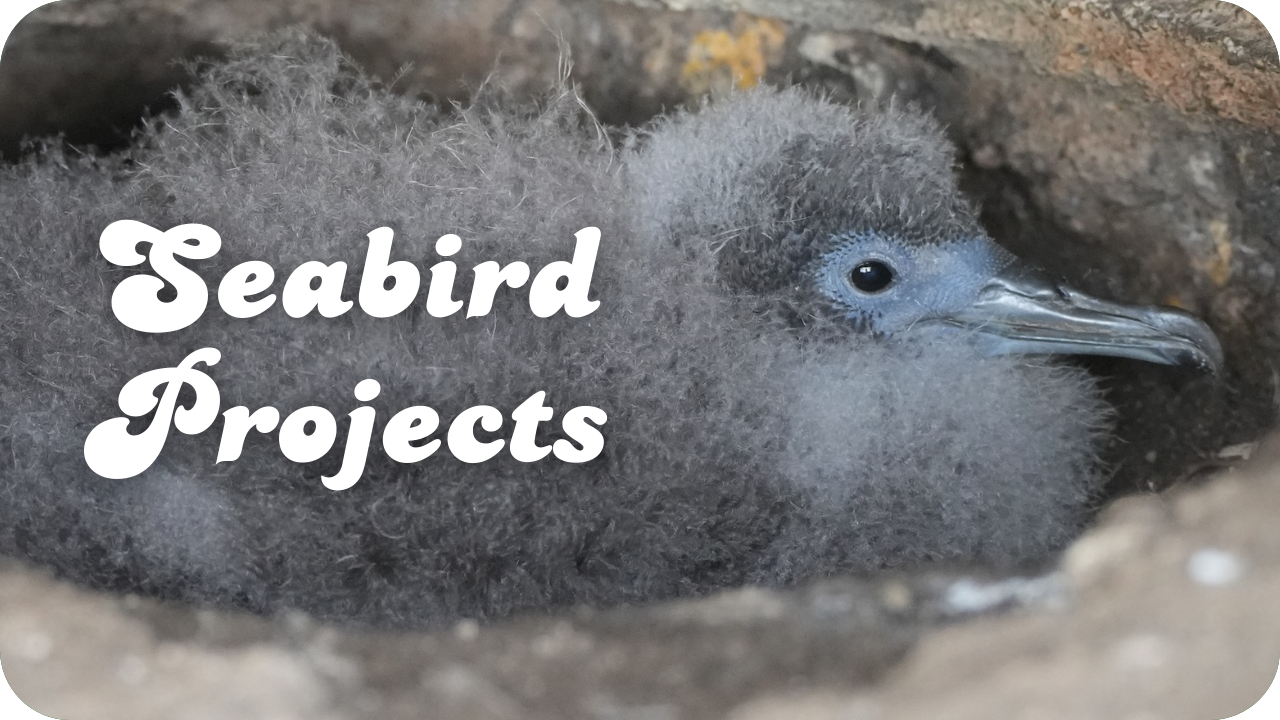 Seabird Projects