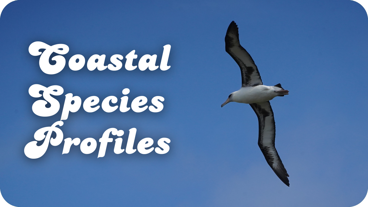 Coastal Species Profiles