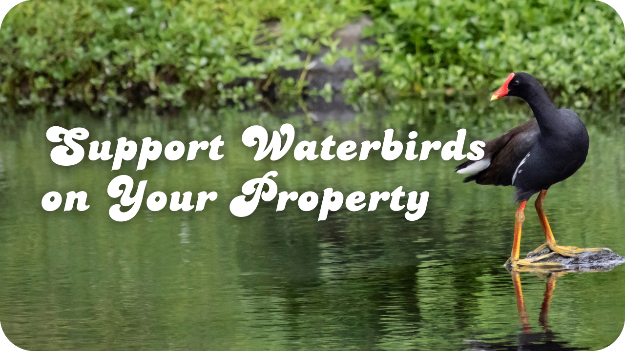 Support Waterbirds on Your Property