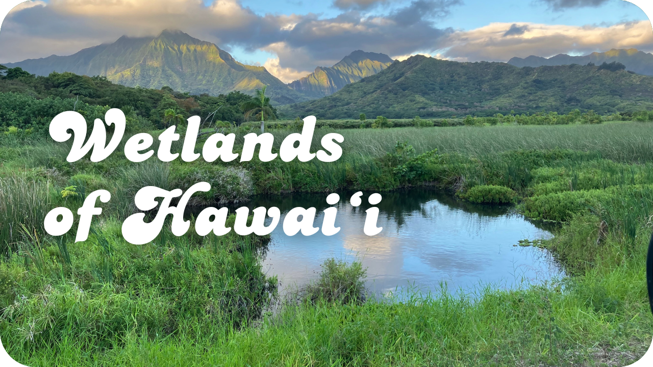 Wetlands of Hawaiʻi
