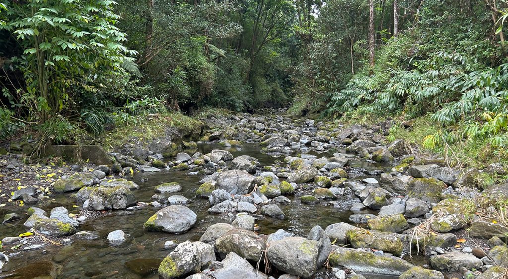Photo of a view looking down an East Maui stream, 03-03-2025.