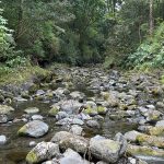 Photo of a view looking down an East Maui stream, 03-03-2025.