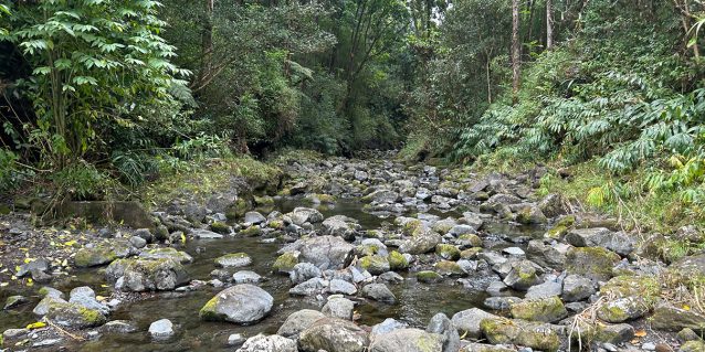 Photo of a view looking down an East Maui stream, 03-03-2025.