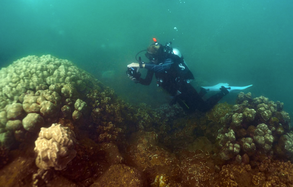 11/21/25 – FIRST CORALS OF OPPORTUNITY COLLECTED FOR KAUAʻI’S NEW CORAL RESTORATION NURSERY