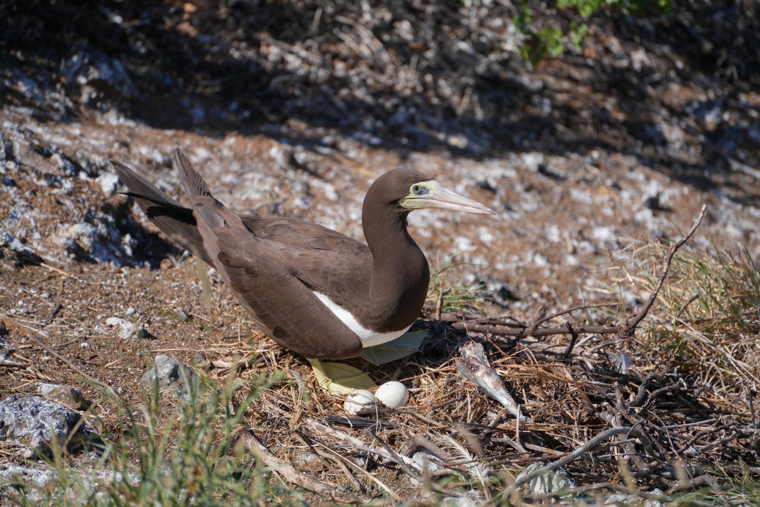 ʻĀ nesting on eggs