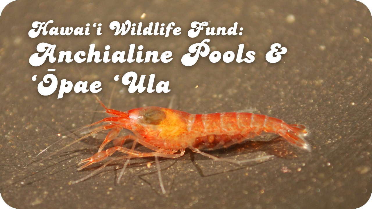 Hawaiʻi Wildlife Fund: Anchialine Pools & ʻŌpae ʻUla