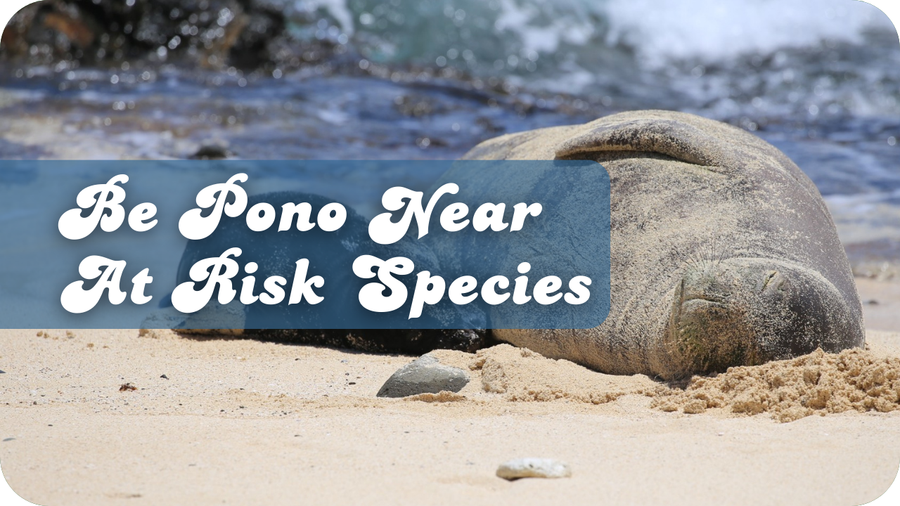 Be Pono Near At Risk Species