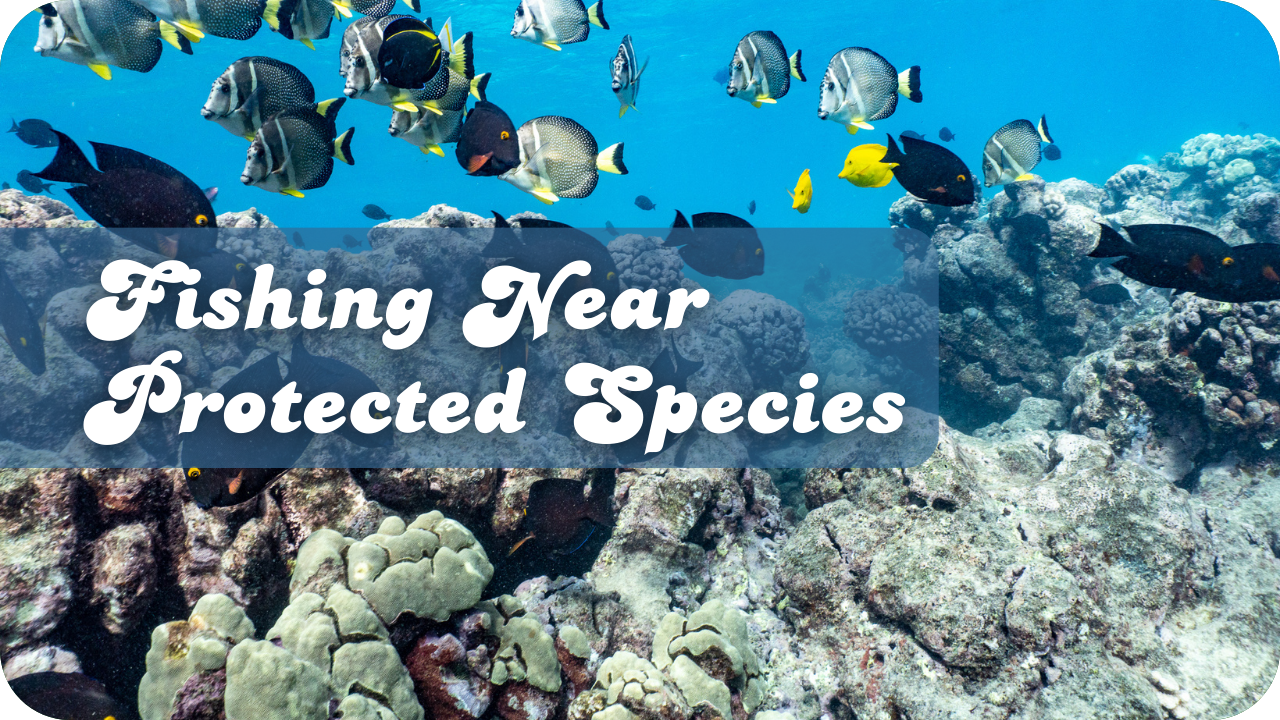 Fishing Near Protected Species